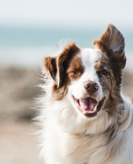 Dog with pet accessories